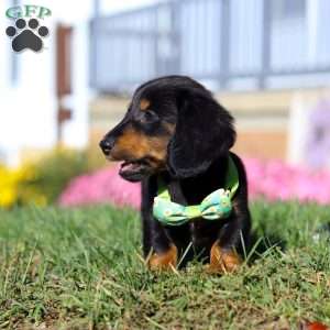 Buddy, Dachshund Puppy